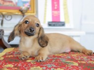 Kaninchen_Dachshund_4917