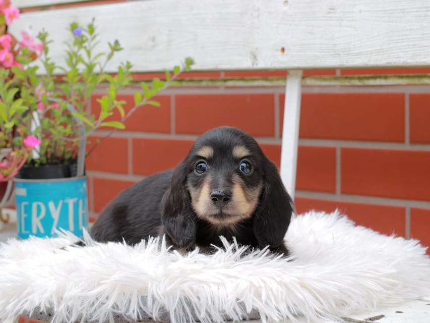 カニンヘンダックスフンド バルーン ＆ スパーキの子犬 ブラックイエロー 男の子