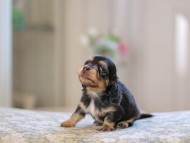 Kaninchen_Dachshund_4924