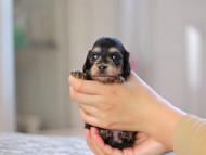Kaninchen_Dachshund_4927 Kaninchen_Dachshund_4927