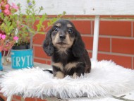 Kaninchen_Dachshund_4927