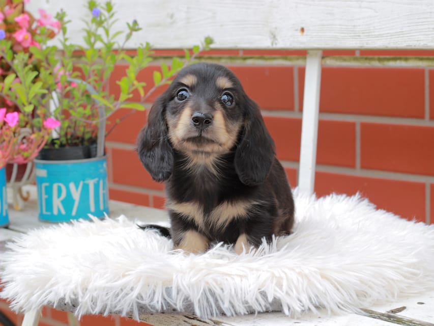 カニンヘンダックスフンド バルーン ＆ スパーキの子犬 ブラックイエロー 男の子