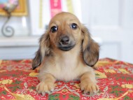 Kaninchen_Dachshund_4929