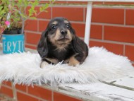 Kaninchen_Dachshund_4932 Kaninchen_Dachshund_4932