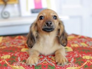 Kaninchen_Dachshund_4937