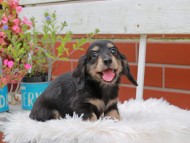 Kaninchen_Dachshund_4938
