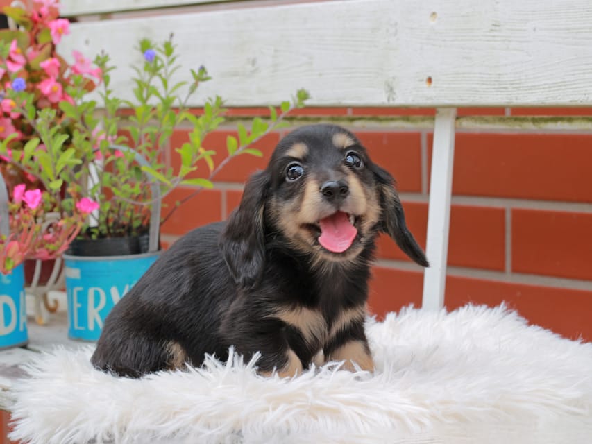 カニンヘンダックスフンド バルーン ＆ スパーキの子犬 ブラックイエロー 男の子