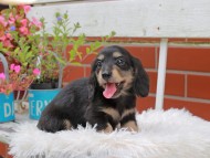 Kaninchen_Dachshund_4939