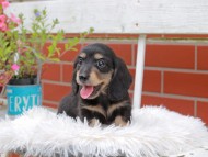 Kaninchen_Dachshund_4947 Kaninchen_Dachshund_4947
