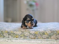 Kaninchen_Dachshund_4948 Kaninchen_Dachshund_4948