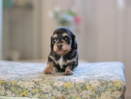 Kaninchen_Dachshund_4950