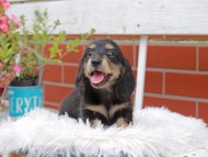 Kaninchen_Dachshund_4950