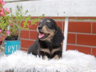 Kaninchen_Dachshund_4951 Kaninchen_Dachshund_4951