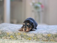 Kaninchen_Dachshund_4953