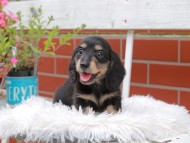 Kaninchen_Dachshund_4953 Kaninchen_Dachshund_4953