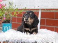 Kaninchen_Dachshund_4954 Kaninchen_Dachshund_4954