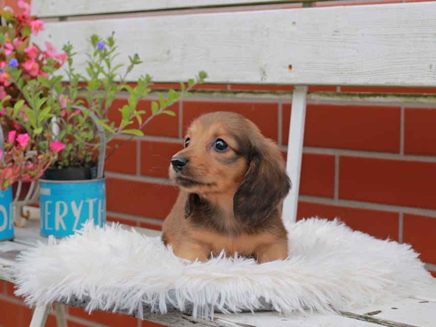 カニンヘンダックスフンド バルーン ＆ スパーキの子犬 レッド 男の子
