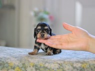 Kaninchen_Dachshund_4962