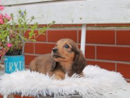 Kaninchen_Dachshund_4965