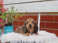 Kaninchen_Dachshund_4968