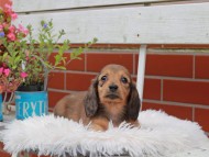 Kaninchen_Dachshund_4972 Kaninchen_Dachshund_4972