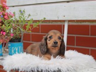Kaninchen_Dachshund_4973