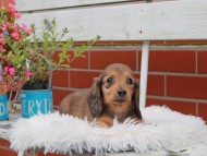 Kaninchen_Dachshund_4974