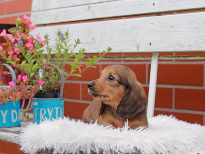 カニンヘンダックスフンド バルーン ＆ スパーキの子犬 レッド 男の子