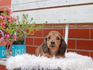 Kaninchen_Dachshund_4977