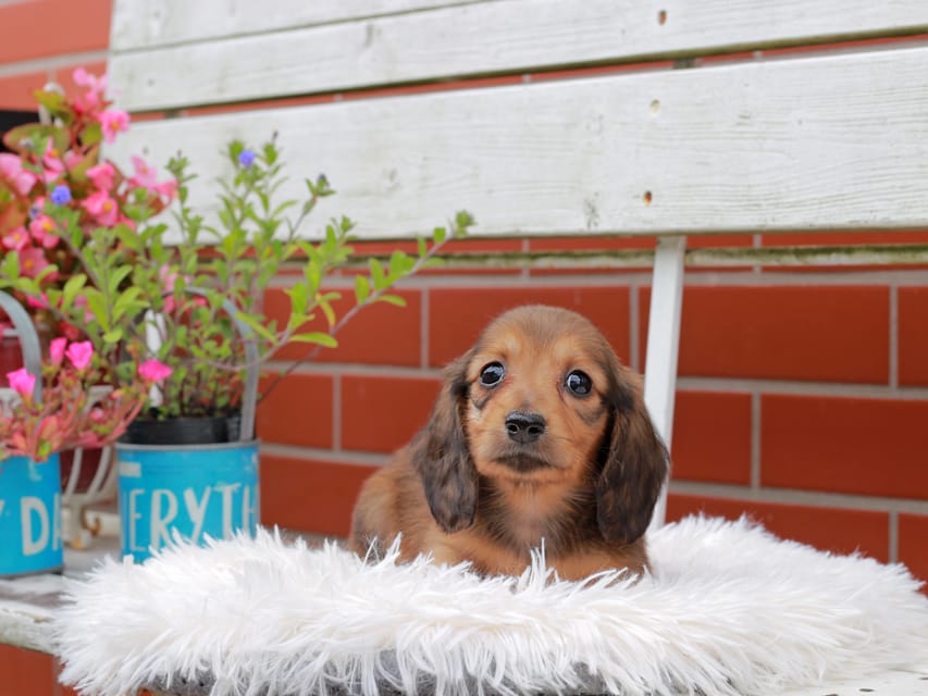 カニンヘンダックスフンド バルーン ＆ スパーキの子犬 レッド 男の子