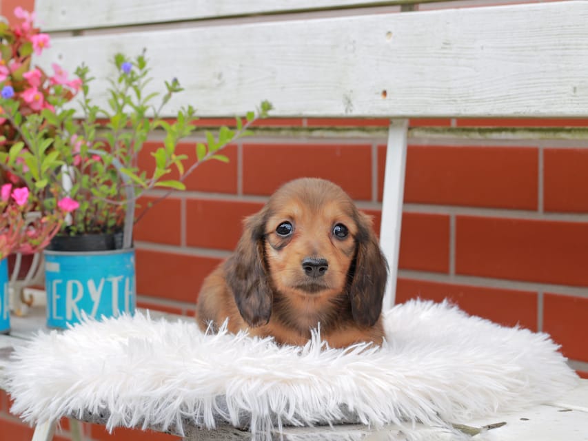 カニンヘンダックスフンド バルーン ＆ スパーキの子犬 レッド 男の子