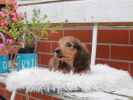 Kaninchen_Dachshund_4982