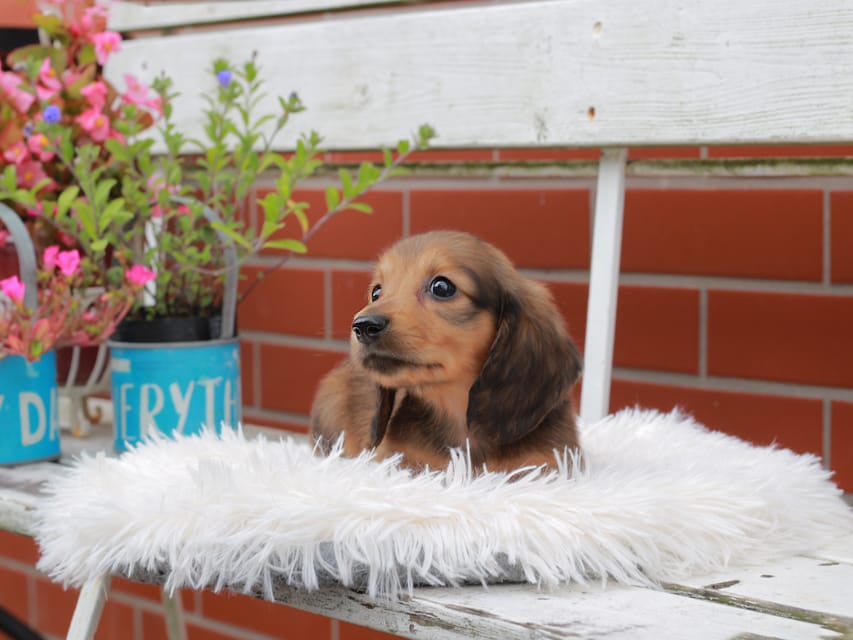 カニンヘンダックスフンド バルーン ＆ スパーキの子犬 レッド 男の子