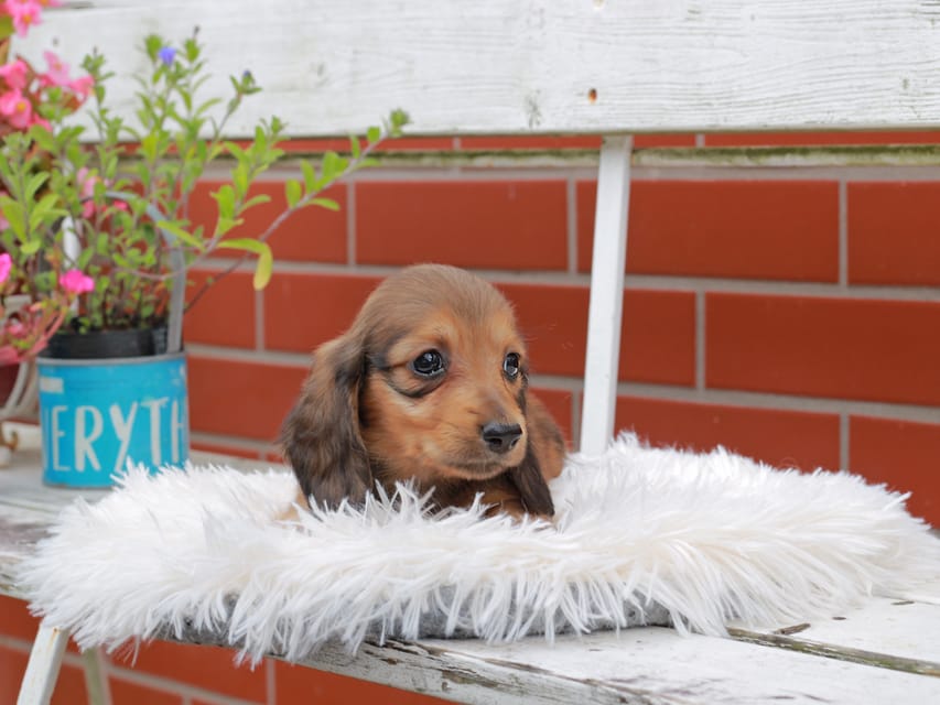 カニンヘンダックスフンド バルーン ＆ スパーキの子犬 レッド 男の子