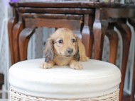 Kaninchen_Dachshund_4989 Kaninchen_Dachshund_4989
