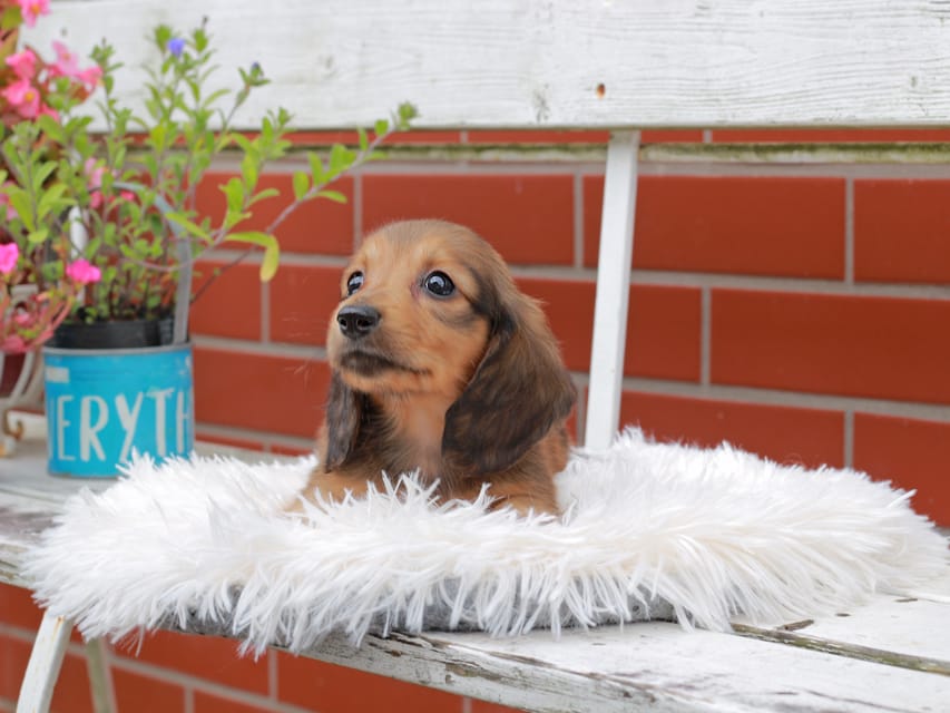 カニンヘンダックスフンド バルーン ＆ スパーキの子犬 レッド 男の子