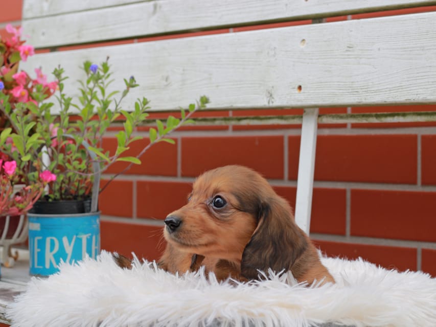 カニンヘンダックスフンド バルーン ＆ スパーキの子犬 レッド 女の子