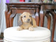 Kaninchen_Dachshund_4999