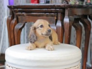 Kaninchen_Dachshund_5001