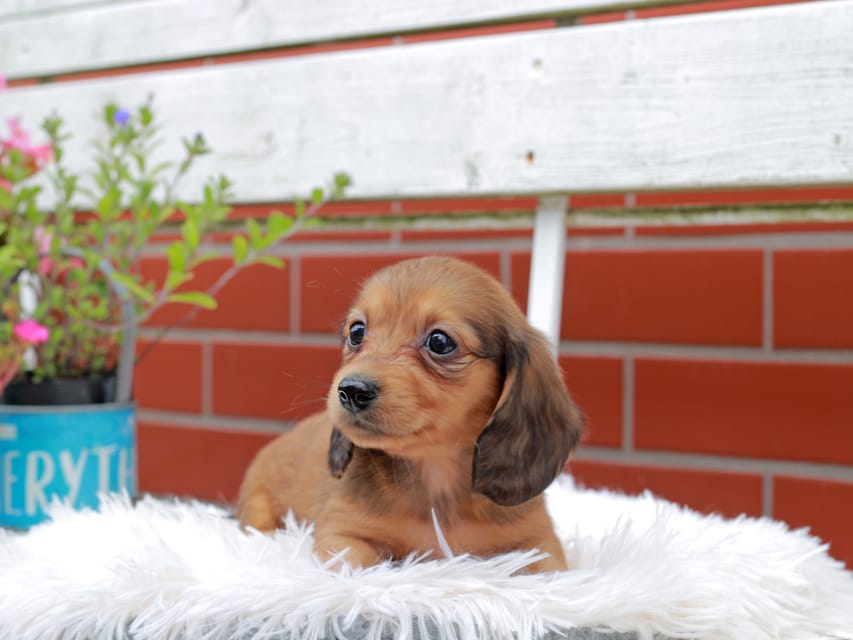 カニンヘンダックスフンド バルーン ＆ スパーキの子犬 レッド 女の子