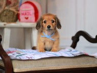 Kaninchen_Dachshund_5003