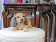 Kaninchen_Dachshund_5003