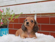 Kaninchen_Dachshund_5006 Kaninchen_Dachshund_5006