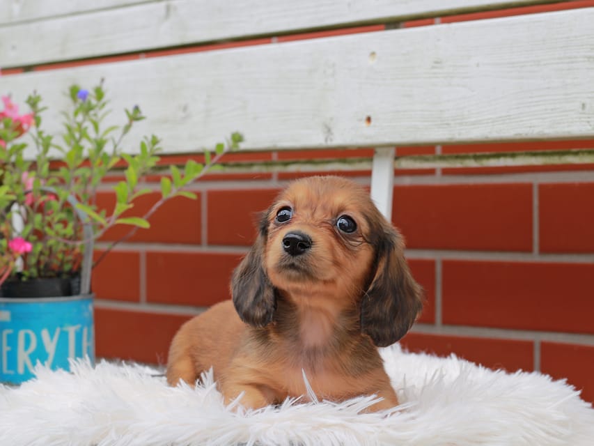 カニンヘンダックスフンド バルーン ＆ スパーキの子犬 レッド 女の子