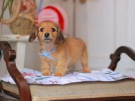 Kaninchen_Dachshund_5008 Kaninchen_Dachshund_5008