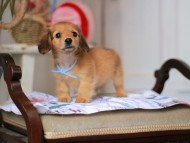 Kaninchen_Dachshund_5012