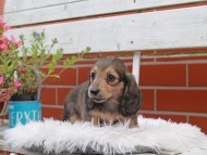 Kaninchen_Dachshund_5019