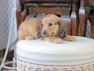 Kaninchen_Dachshund_5028