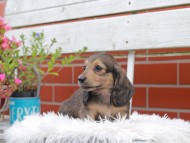 Kaninchen_Dachshund_5028