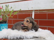 Kaninchen_Dachshund_5031 Kaninchen_Dachshund_5031